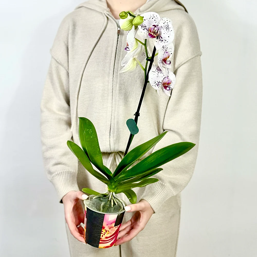 Орхидея в горшке пятнистая